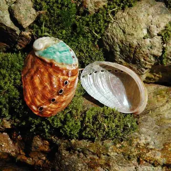 5-6 cm Umivaonik petrovo uho Prirodne Školjke Akvarij Krajolik Diy Soba Ručno Oslikana Dekorativni Materijal Rekvizite za fotografije